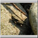 Tetrix subulata - Saebeldornschrecke 01.jpg